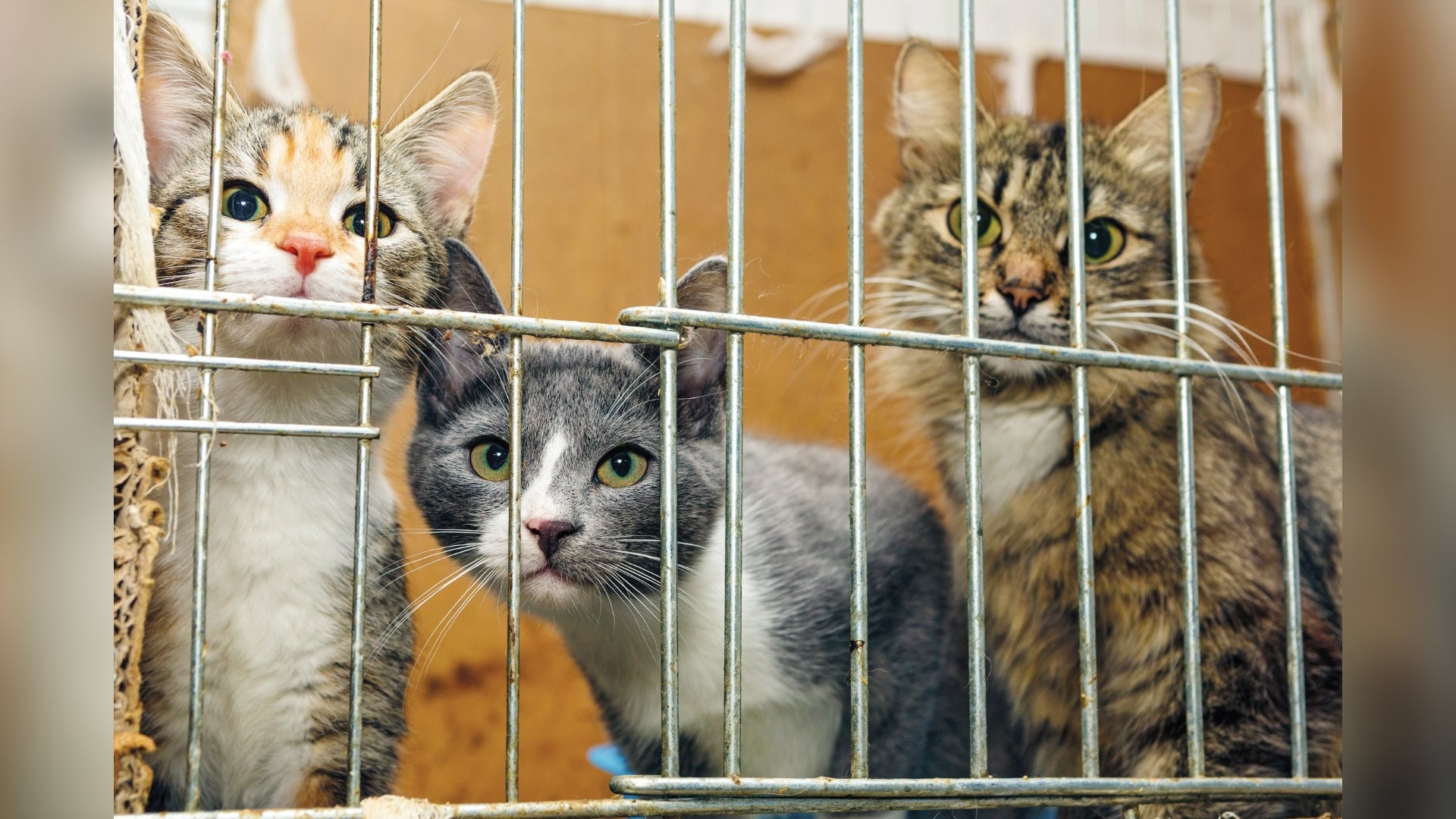 O novo horror digital: vídeos de tortura de animais nas redes sociais crescem no Brasil