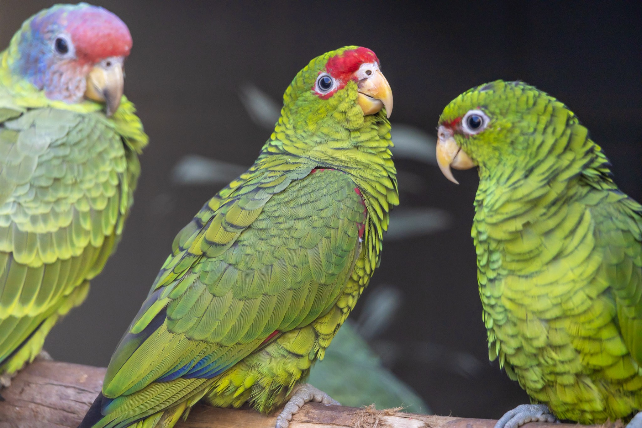 A chegada de papagaios vítimas de tráfico ao Zoológico de São Paulo