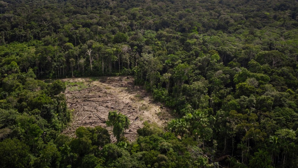 Regeneração natural pode ser alternativa para florestas ameaçadas, segundo novo estudo