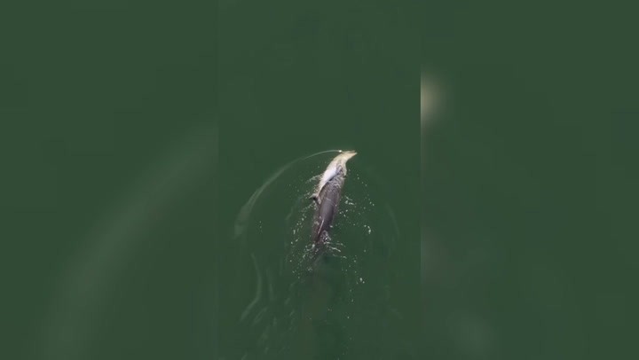 VÍDEO: Golfinho comove ao carregar filhote morto na Austrália