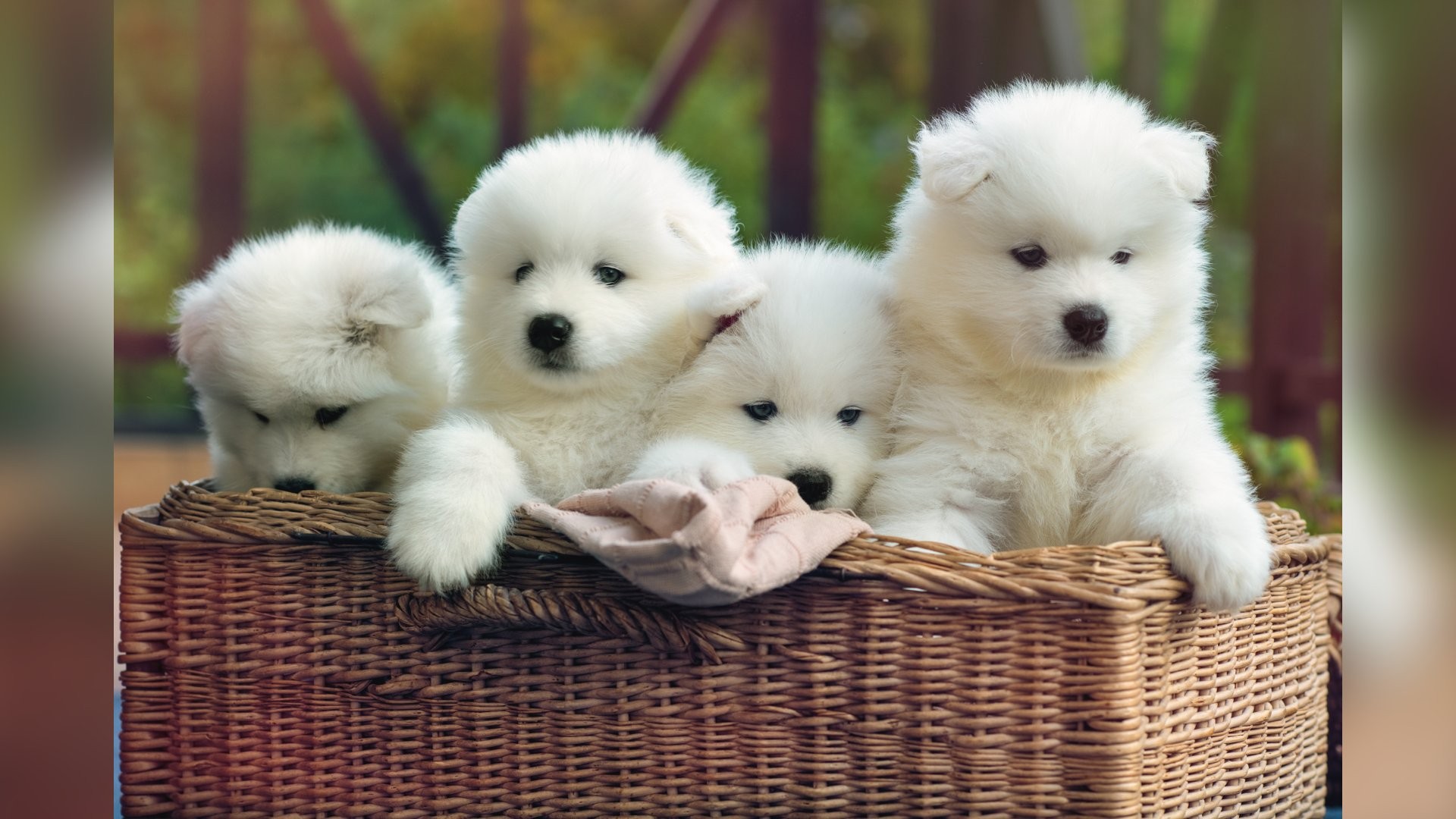 Quatro filhotes de cachorro da raça Samoieda, com pelagem branca e fofa, dentro de uma cesta de vime marrom. Um filhote está com a cabeça baixa, outro olha para frente, um terceiro está deitado e o último, à direita, observa o ambiente. Um pano bege está no centro da cesta. O fundo é desfocado, com tons verdes e marrons de folhagem