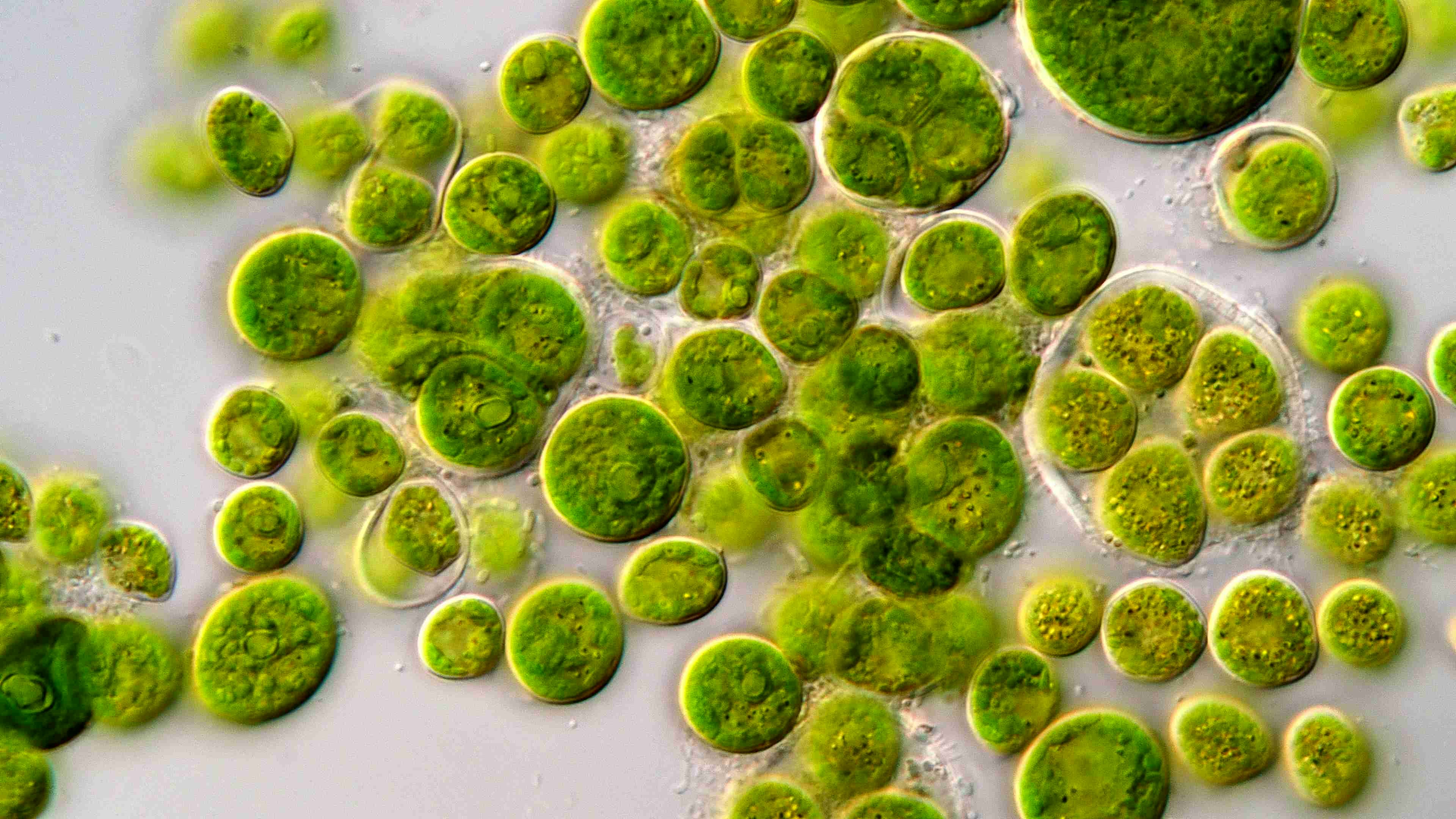 Como estudo de uma alga iluminou a visão sobre o nosso cérebro e rendeu um Prêmio Nobel