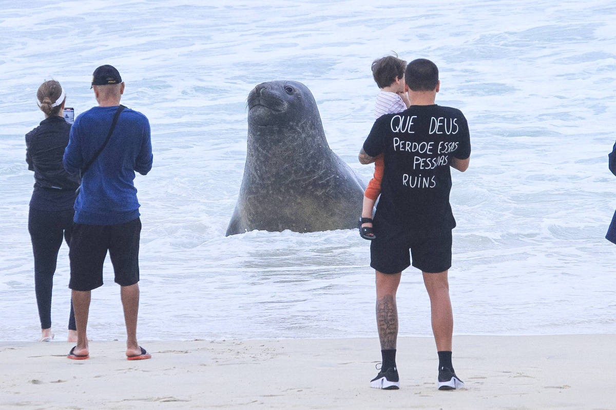 O que se sabe sobre o elefante-marinho que apareceu na praia de São Conrado